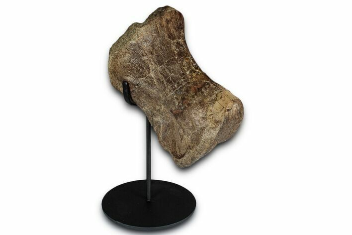 Hadrosaur (Edmontosaurus) Phalanx with Metal Stand - Montana #352284
